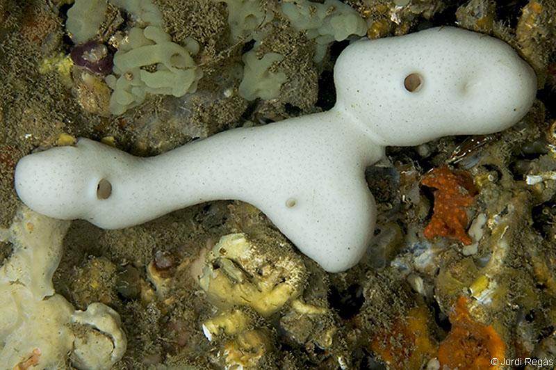 El color blanco sólo lo encontraremos en zonas poco iluminadas