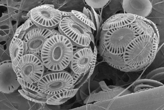 Cocolitofòrids sota un microscopi
