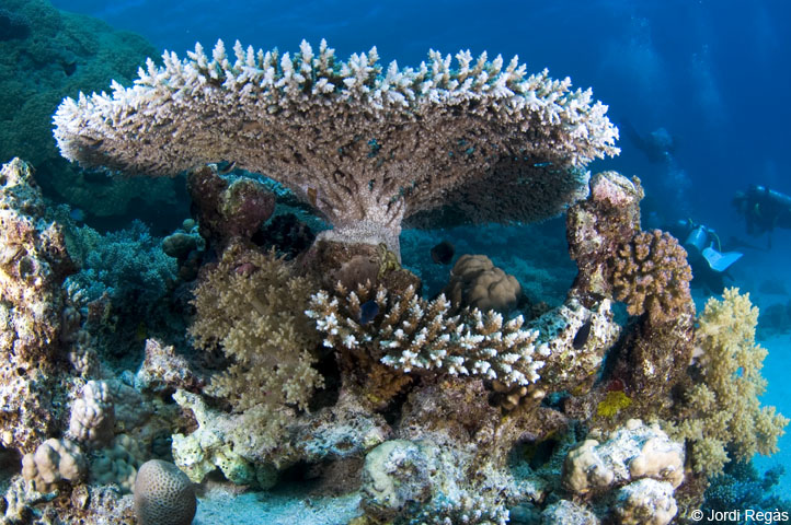 Els corals, els més amenaçats per l'acidificació