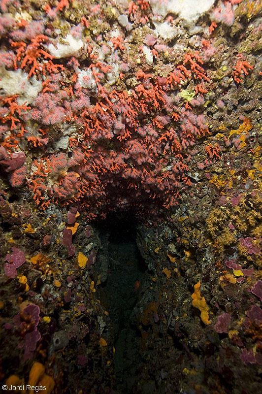 El coral crece preferentmente en los techos de las cuevas