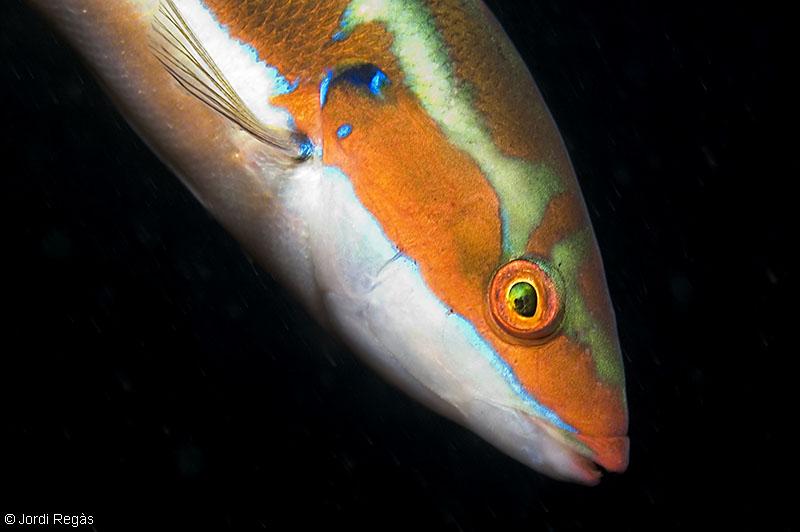 Un macho con sus colores característicos