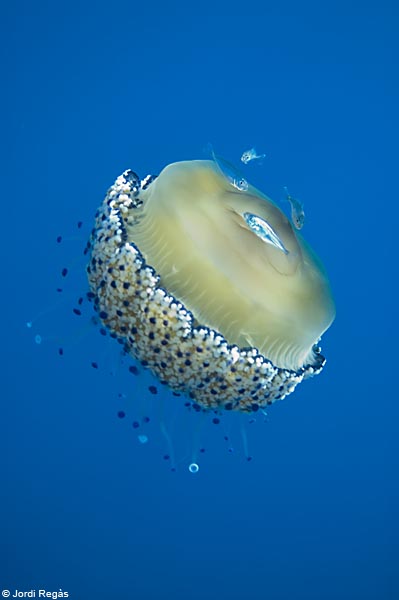 Un exemplar de Cothyloriza tuberculata o Ou ferrat