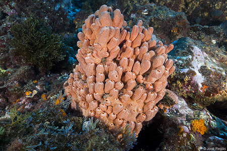 Crella (Crella) elegans