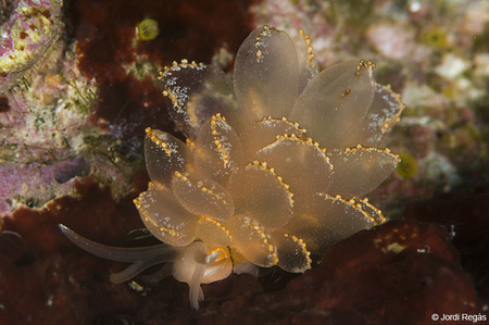 L'opistobranqui sacoglos CYerce graeca