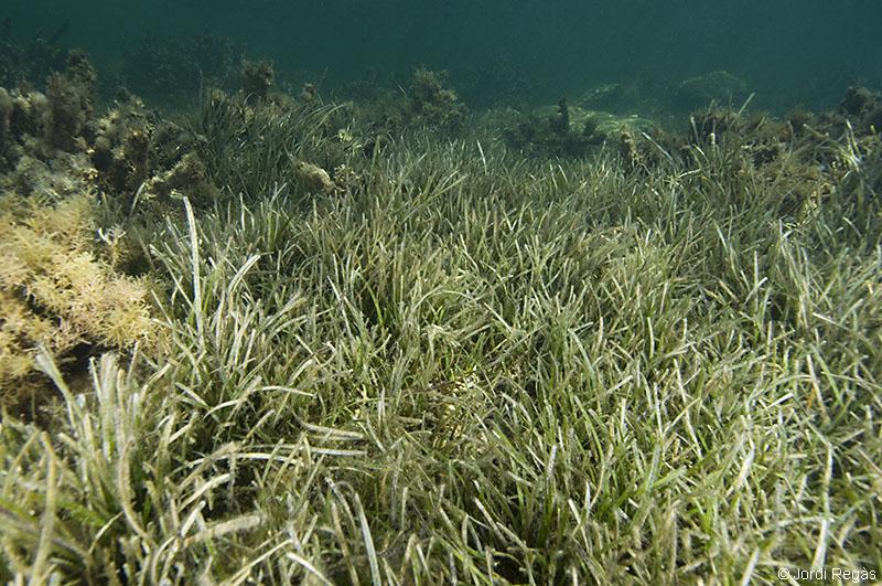 A simple vista C.nodosa se confunde con P.oceanica