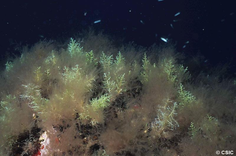 La Lophocladia ofega les Cystoseires