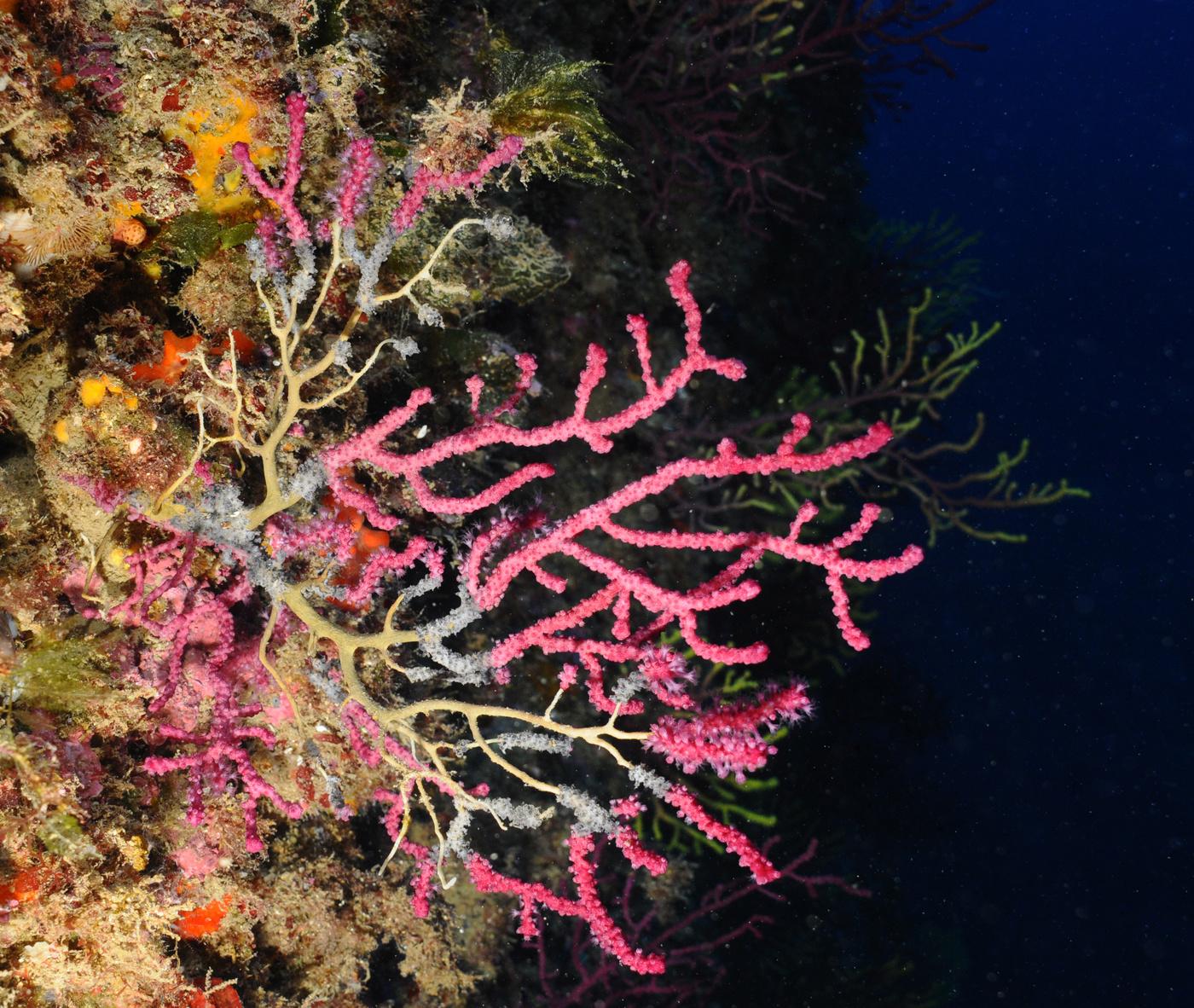 Paramuricea clavata, amb clares mostres de necrosi, fotografiada al les illes Medes