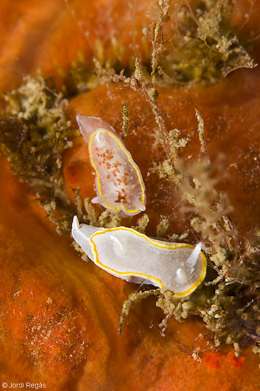 Ejemplares de las dos especies