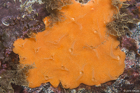 Didemnum fulgens