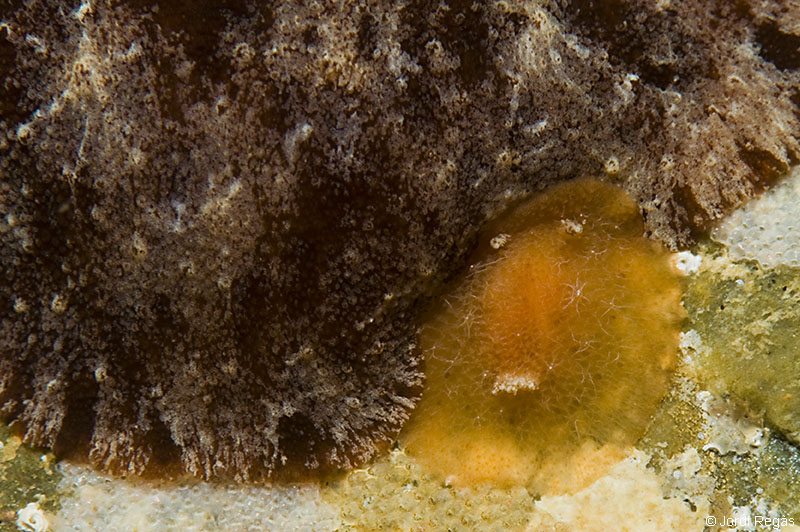 D.stellifera junto a una gran Geitodoris planata