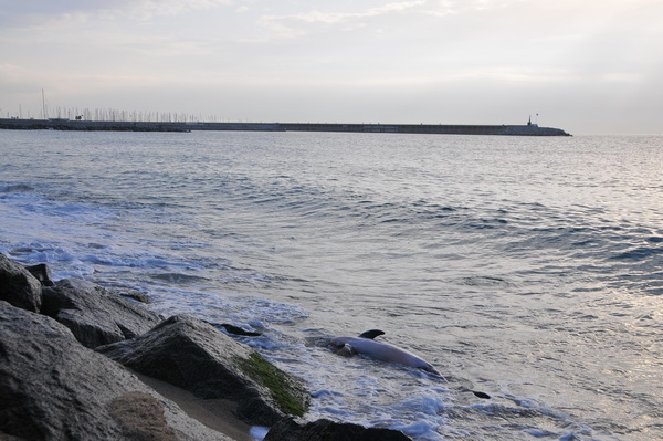 El dofí mort a la platja de Ponent de Mataró