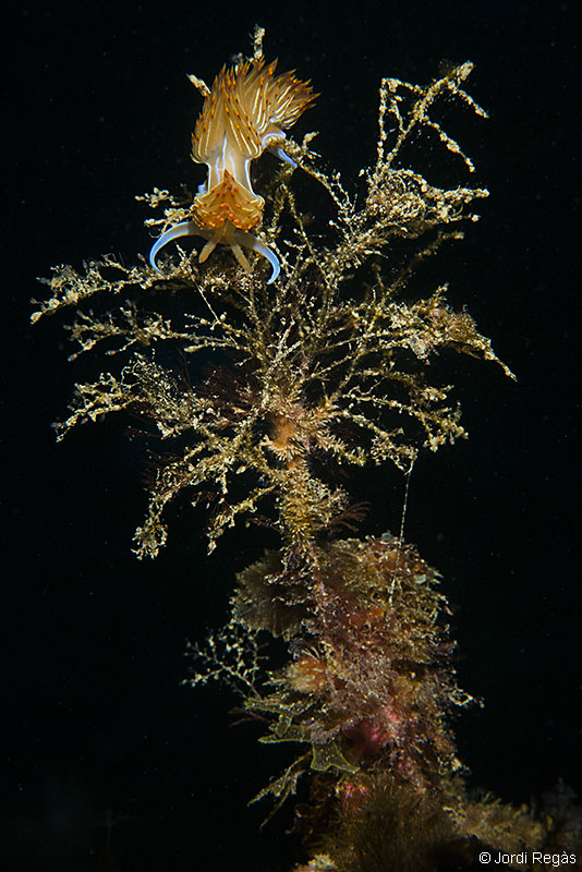 Sobre Eudendrium