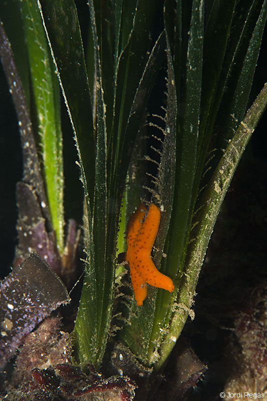 Un ejemplar joven escondido entre las hojas de la posidonia