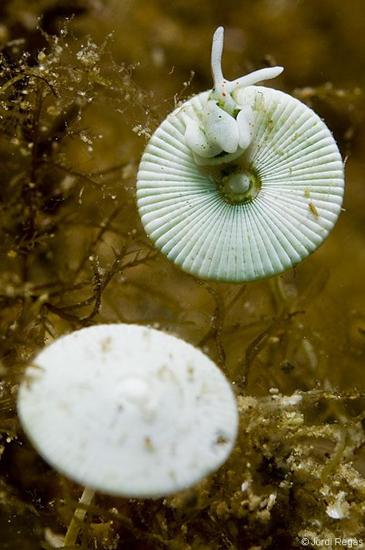 Sobre Acetabularia