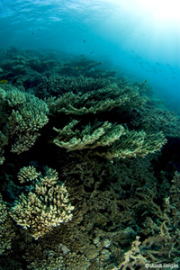 Escull de coral dur al Mar Roig