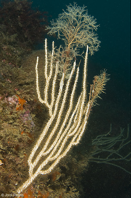 Epibionte sobre Eunicella singularis