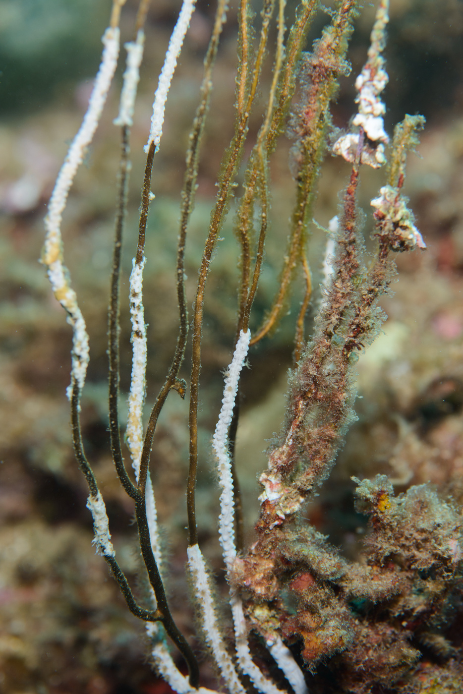 Eunicella 3 a 9m 2