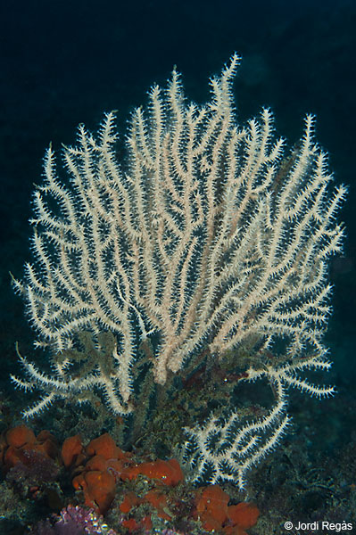 L'escassa Eunicella verrucosa és l'espècie que fa 500 a la guia del CIB