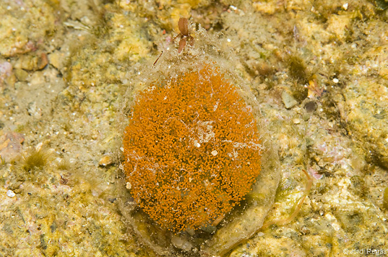 La puesta de Eupolymnia nebulosa