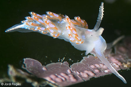 Facelina auriculata