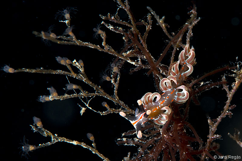 Sobre Eudendrium