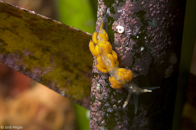 de Lepadogaster