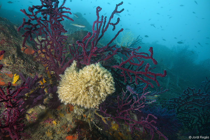 Gran colonia sobre la gorgonia P.clavata
