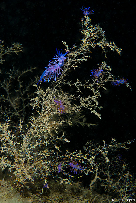 Sobre Eudendrium