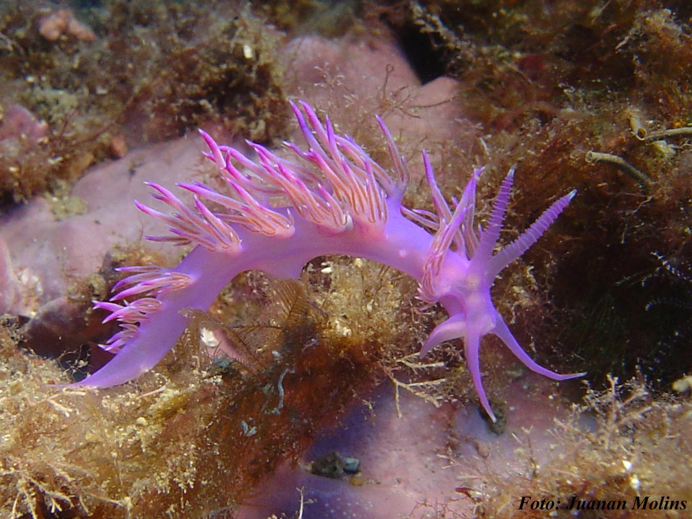 Flavellina 4