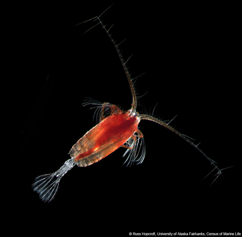 El copèpode Gaetanus brevispinus, amant d'aigües més fredes