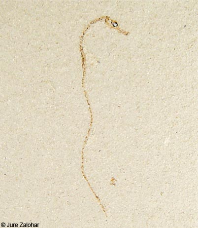 Un exemplar d'Hippocampus sarmaticus