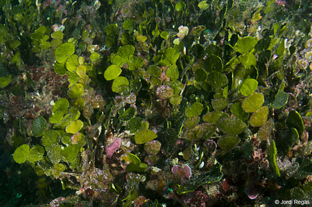 Halimeda tuna