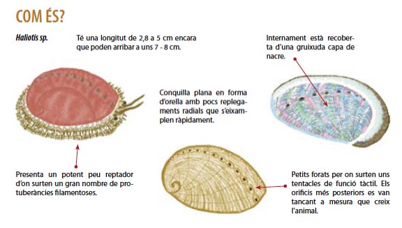 Haliotis
