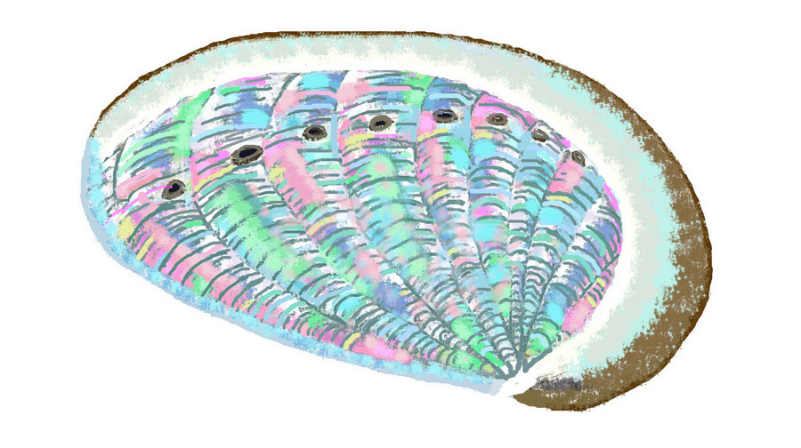 Dibujo del interior
