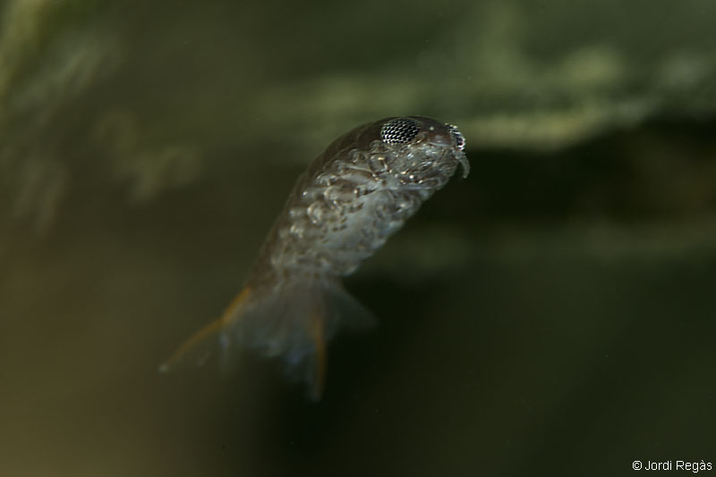 Un isópodo a la busca de un nuevo anfitrión