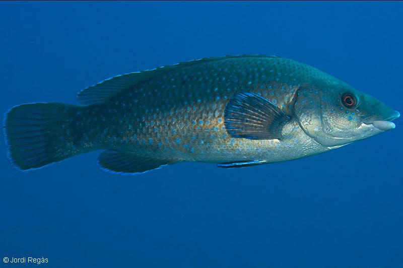 que a menudo se confunde con Labrus viridis cuando es joven