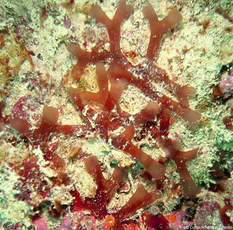 Leptofauchea coralligena, la nova espècie de rodòfit