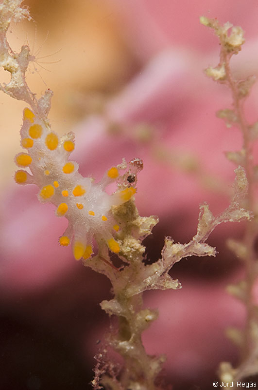 Sobre el cnidario Sertularia