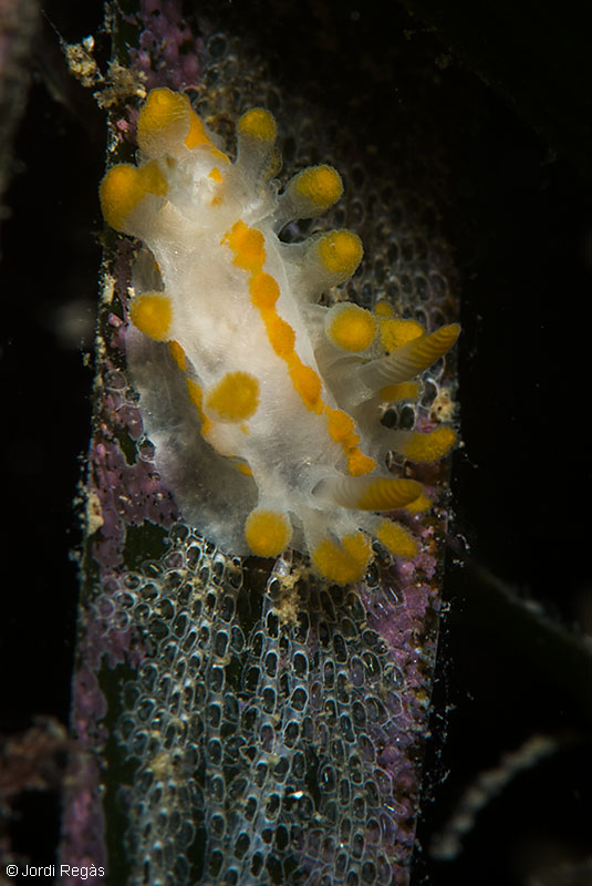 Sobre el briozoo E.posidoniae