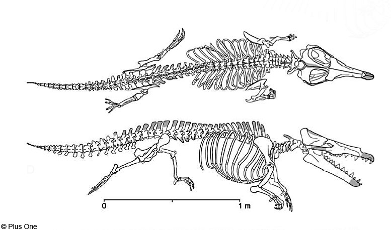 Maiacetus inuus, una balena primitiva