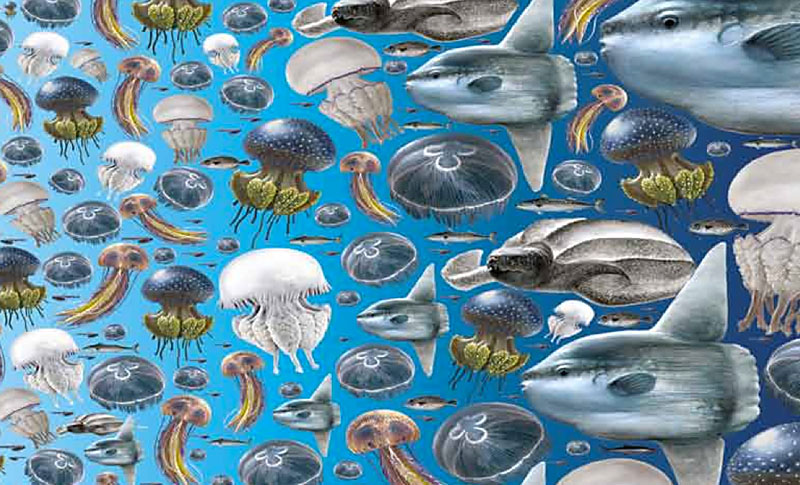 Els peixos que menjen meduses, com el peix lluna, proliferaran