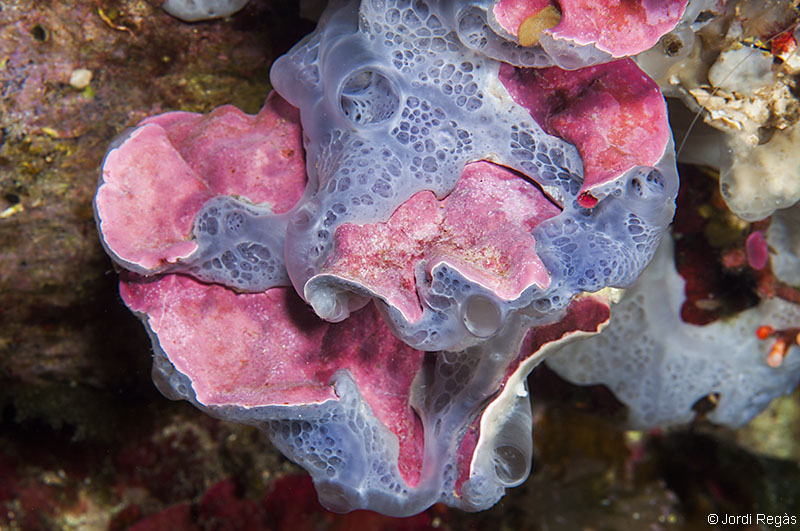 M.expansum recubierto por la esponja Phorbas tenacior