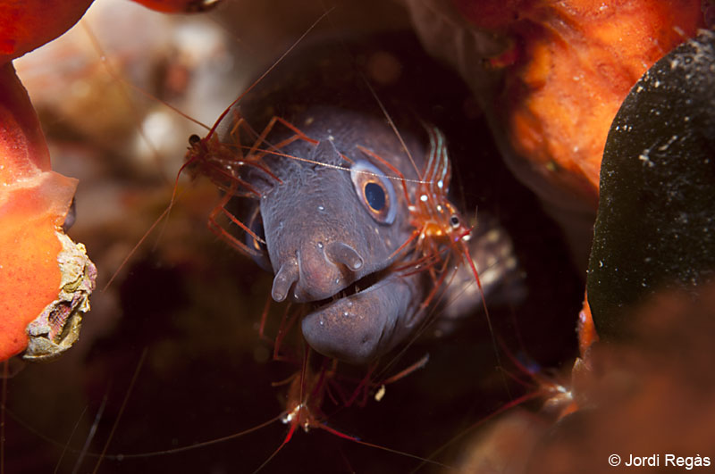 Las morenas conviven casi siempre con la gamba Lysmata seticaudata