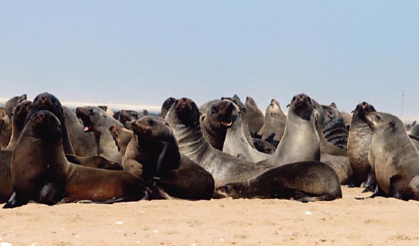 Hollamsbird Island, Area Marina Protegida a Namíbia