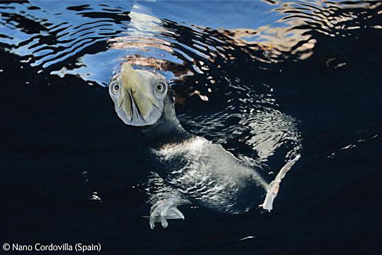 Menció honorífica a l'apartat de "Món submarí" del BBC Photographer of the Year 2009