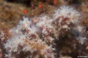 Nausithoë punctata