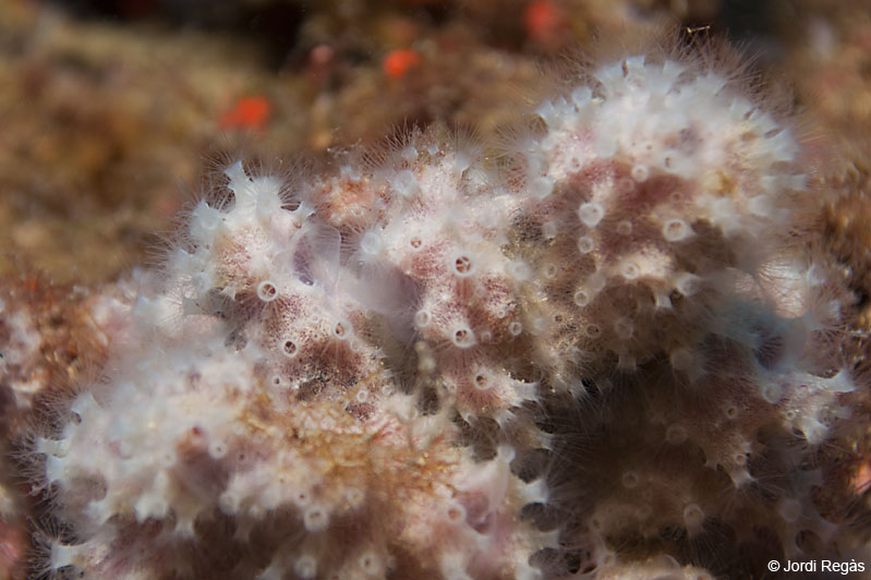 Pólipo de Nausithoe punctata