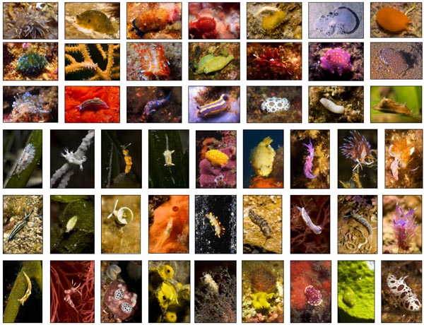 Nudis