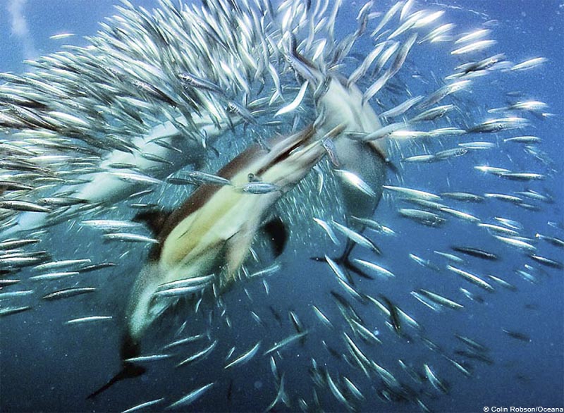 Oceana