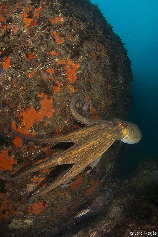 Un gran pulpo huye del submarinista
